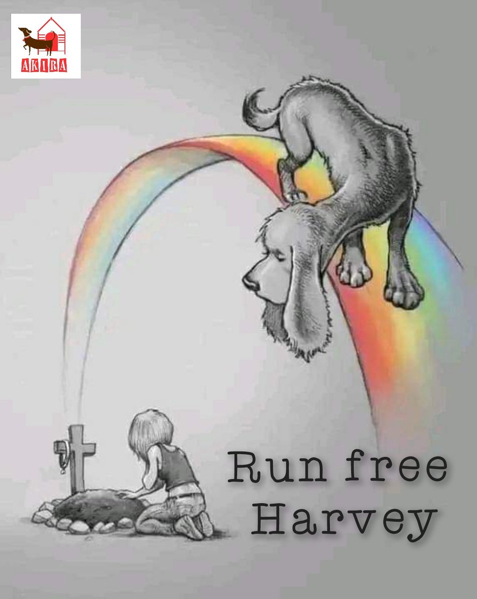 It pains me to be writing this, but sadly Harvey slipped away this evening and has crossed the rainbow bridge. It was too late for him, but he put up a damn good fight. We are sorry we didn't find you sooner but we never gave up hope. 
Run free. You passed surrounded by love.