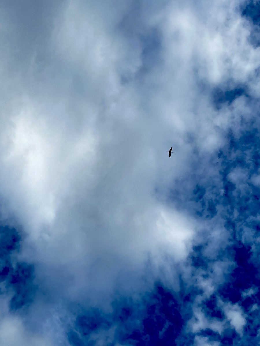 AF_Pons's tweet image. Nos pigeons &amp;gt;&amp;gt;&amp;gt;&amp;gt; vos pigeons #elsass