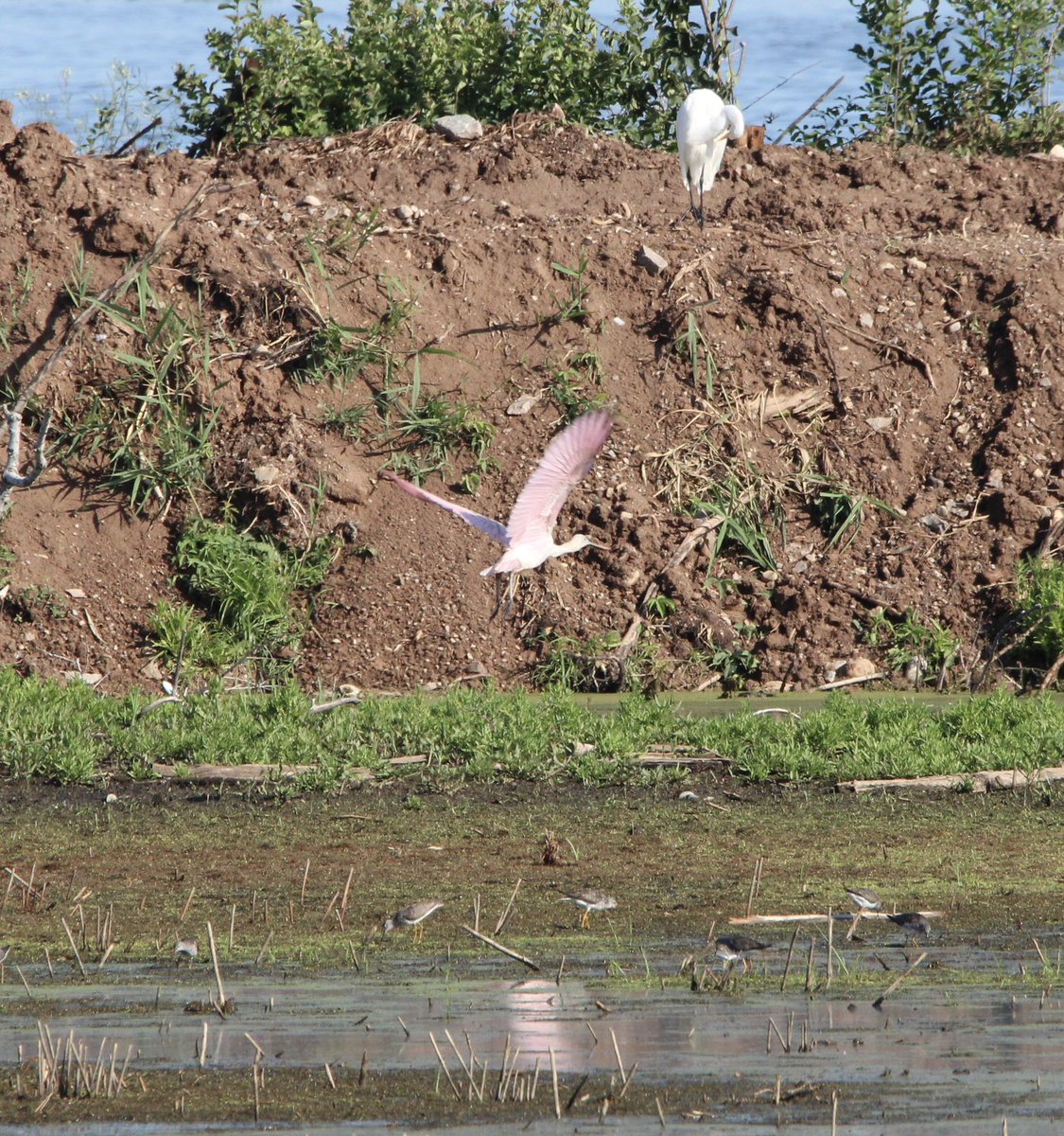 Evans2021C's tweet image. Rare bird alert! After receiving a tip from a couple of birding friends my husband and I were able to observe and photograph a Roseate Spoonbill in Green Bay, Wisconsin ❤️ This is the first confirmed sighting in Wisconsin since 1845😲 #birdwatching #birding #birdlovers #Saturday