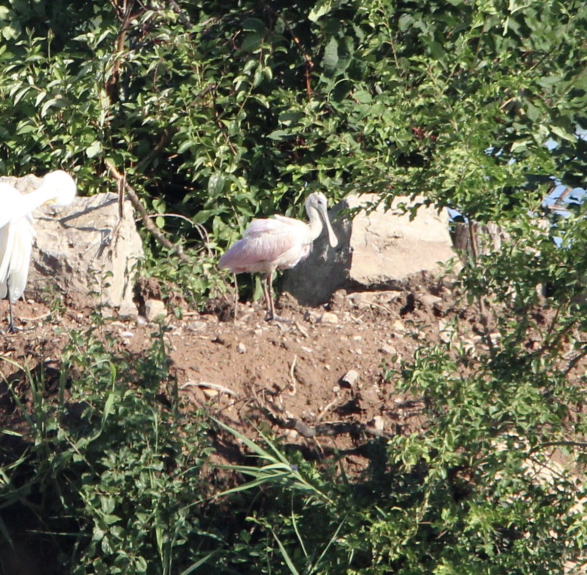 Evans2021C's tweet image. Rare bird alert! After receiving a tip from a couple of birding friends my husband and I were able to observe and photograph a Roseate Spoonbill in Green Bay, Wisconsin ❤️ This is the first confirmed sighting in Wisconsin since 1845😲 #birdwatching #birding #birdlovers #Saturday