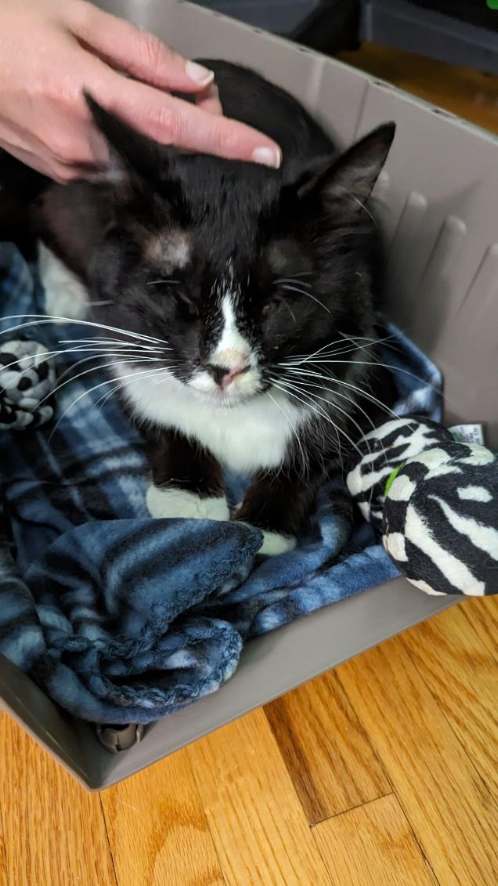 kathollanov's tweet photo. Our local spca posted they had a stray blind kitty up for adoption. He had been roaming the streets for 5 years with no vision 😭 My hubby and I knew we had to give him a good forever home. Introducing our newest baby, Geordi 💙🐾🐱
#adopt #blindkitty #rescuecat https://t.co/R8WPjECmDN