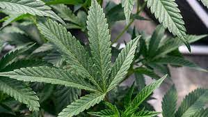 THEMMEXCHANGE's tweet photo. Ohio organizers continue push to get recreational marijuana on the ballot 

https://t.co/uYyRQOF0yJ #MME #marijuana #cannabis #Ohio https://t.co/yWzSHlK7ZF
