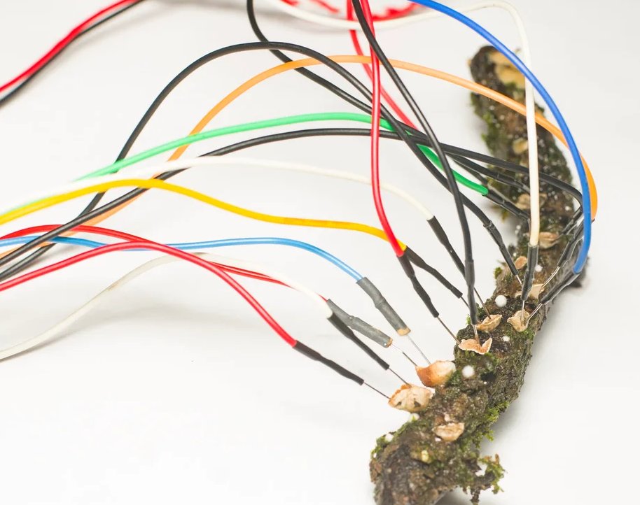 myriadcorp's tweet image. You probably wouldn't expect a mushroom to help you do a day's work, but soon you might. Scientists have been harnessing the unique properties of fungi to develop 'living PCs' that are more sustainable 
#NewTech #SustainableComputing #mushrooms 
zurl.co/jUoo