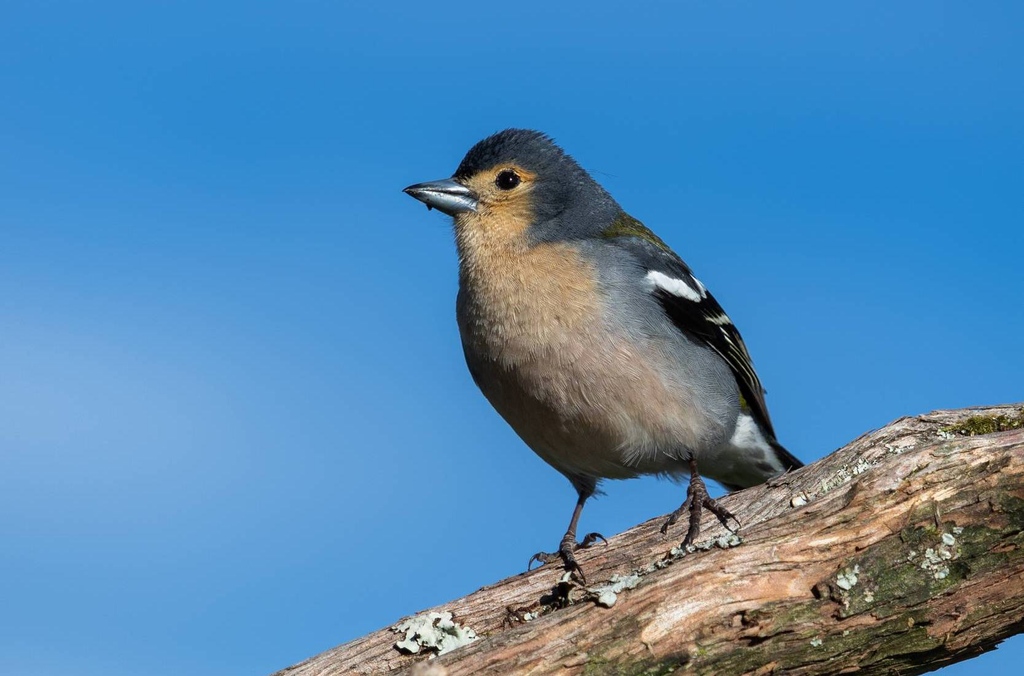 Nos Açores o tentilhão-dos- açores (Fringilla moreletti) e na Madeira o tentilhão-da- madeira (𝘍𝘳𝘪𝘯𝘨𝘪𝘭𝘭𝘢 𝘮𝘢𝘥𝘦𝘳𝘦𝘯𝘴𝘪𝘴) são agora espécies endémicas de cada uma das ilhas .🐦🏝️

➡️ l8r.it/Iqcz

Fotos: Elisa Teixeira | Ana Mendonça

#science #biologia