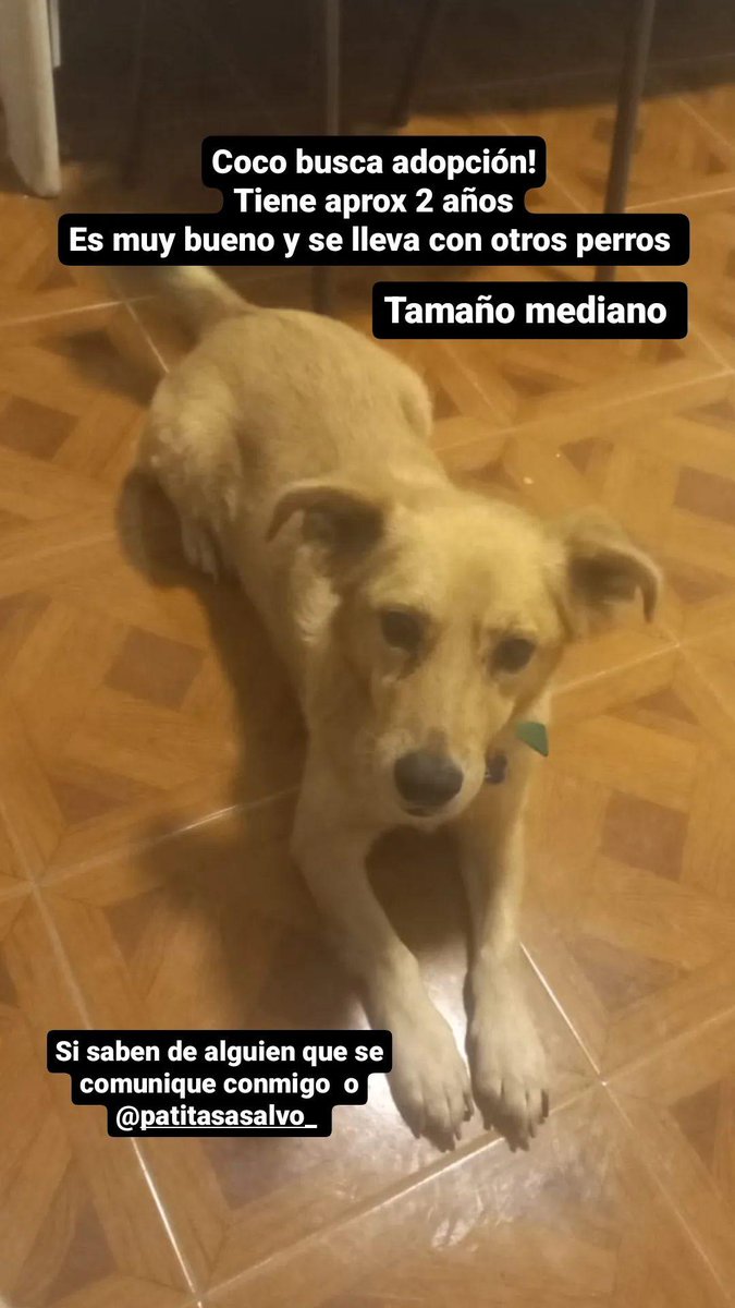 DameDrogasLisa's tweet photo. Coco necesita adopción responsable 
Estoy transitando a este perrito que es un amor
Tiene 2/3 años aprox.
Se lleva super bien con niños y perros 
Lo encontraron en la calle con un tumor en el paladar,  lo cual ya está curado pero le provoca estornudos cada tanto
Compartan 🙏 https://t.co/vzy2GKDH6e