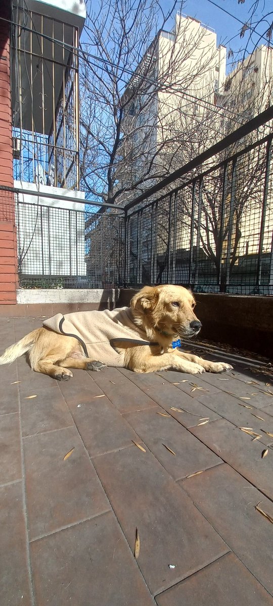 DameDrogasLisa's tweet photo. Coco necesita adopción responsable 
Estoy transitando a este perrito que es un amor
Tiene 2/3 años aprox.
Se lleva super bien con niños y perros 
Lo encontraron en la calle con un tumor en el paladar,  lo cual ya está curado pero le provoca estornudos cada tanto
Compartan 🙏 https://t.co/vzy2GKDH6e