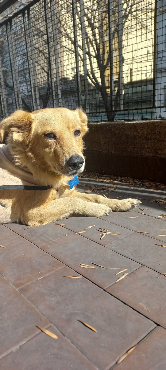 DameDrogasLisa's tweet photo. Coco necesita adopción responsable 
Estoy transitando a este perrito que es un amor
Tiene 2/3 años aprox.
Se lleva super bien con niños y perros 
Lo encontraron en la calle con un tumor en el paladar,  lo cual ya está curado pero le provoca estornudos cada tanto
Compartan 🙏 https://t.co/vzy2GKDH6e