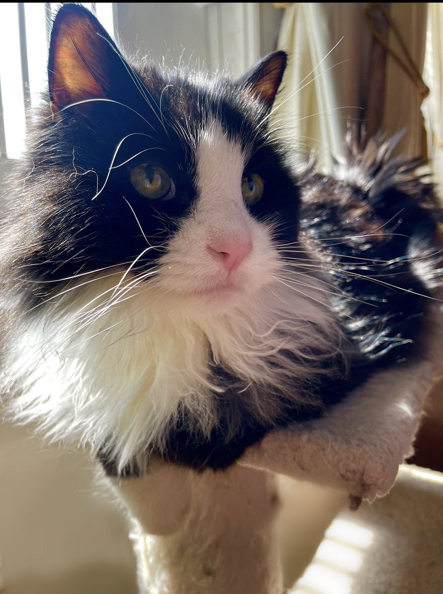 fashion7thave's tweet photo. Happy #Caturday 😽 Theo is staying cool in AC during this #heatwave 🔥 is it #CatsofX now? 😹 #CatsOfTwitter #Nyc #nycheatwave #tuxedocats #XCats @chewy https://t.co/6VkgteBAib