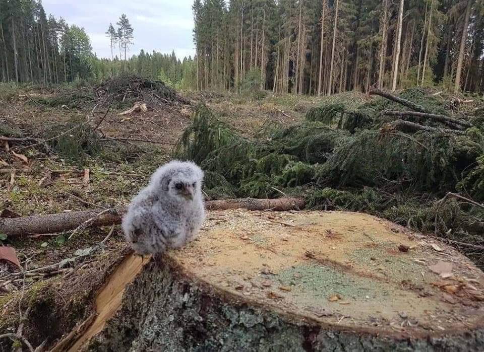 Kaç dakikadır bu resime bakıyorum. 

Orman sadece ağaç mıdır?
😢😢😢