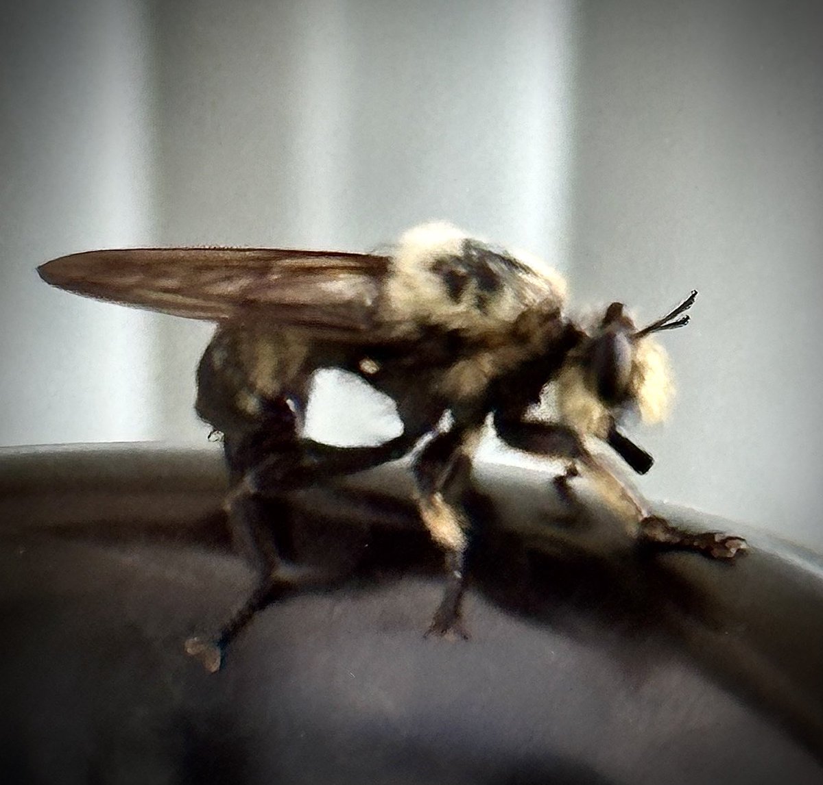 RealRonHoward's tweet photo. close encounter on last nightโs #walkabout #alwaysscouting and I guessโฆ#alwaysCasting ! cool Dude https://t.co/KJHMezy12P