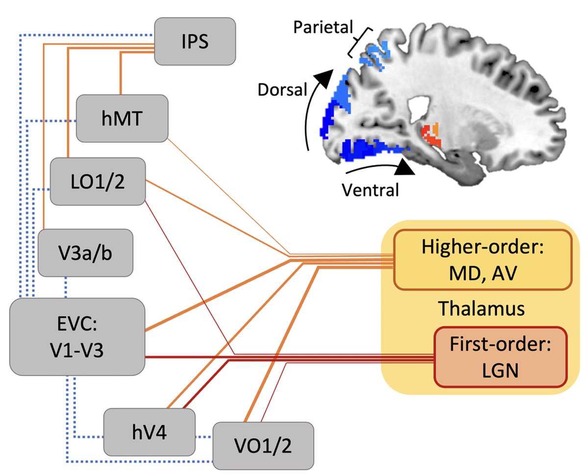 In this preprint we report a pattern of thalamocortical connectivity changes induced by stroboscopic light: An important step to identify the relevant neural correlates of visual hallucinations.
biorxiv.org/content/10.110…