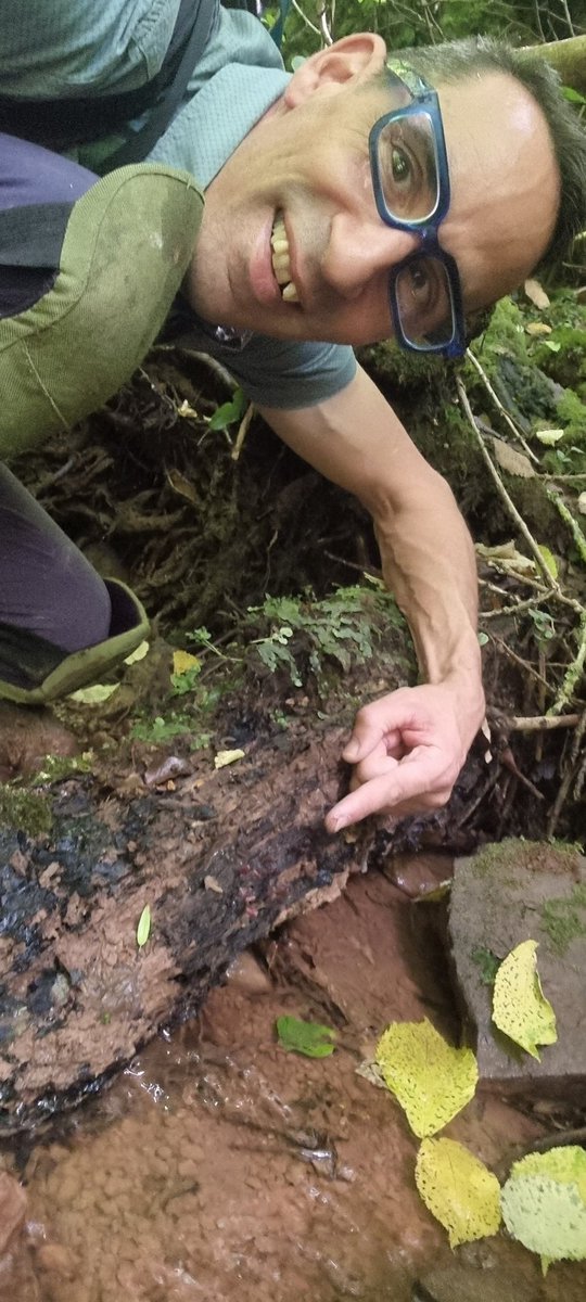 Stemonitis, looking good on wet rotting wood in a wooded stream in a Worcestershire dingle today #slimemould.