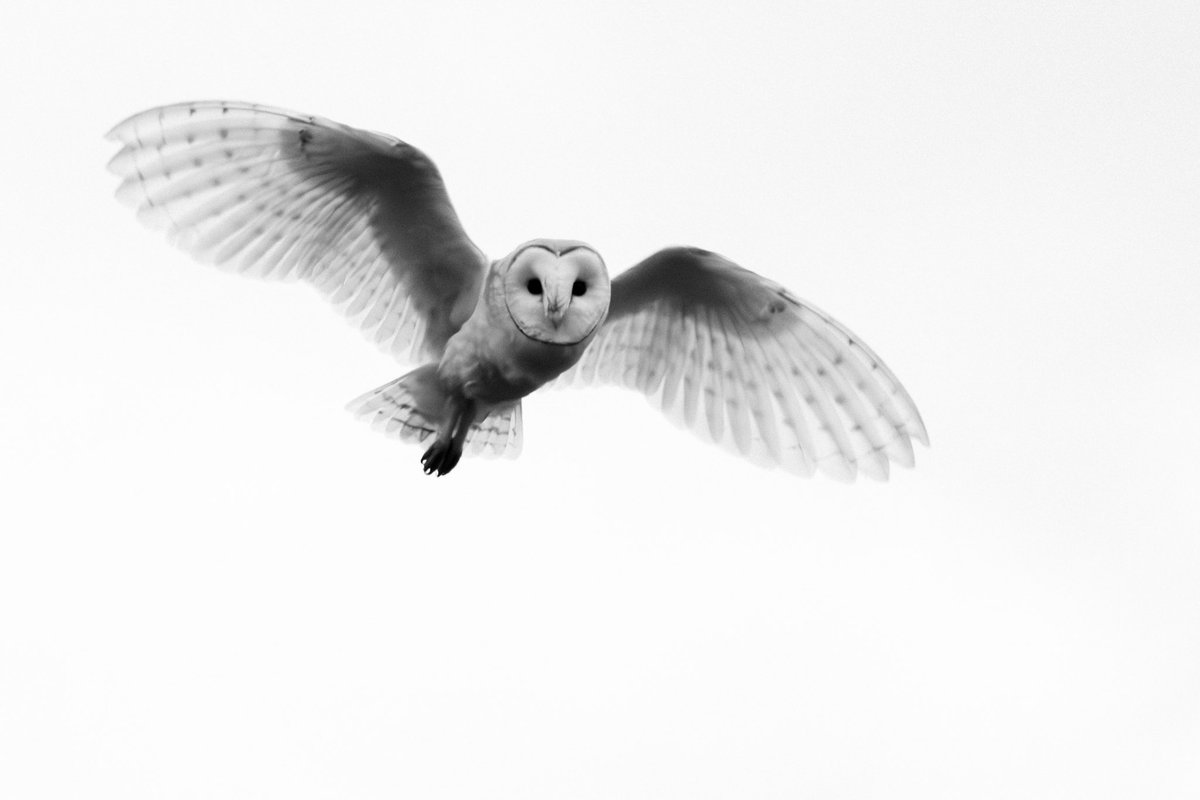 Shropwildlife's tweet photo. #barnowl #wildlifephotography #Shropshire #canon #SIGMA https://t.co/T6zVDa8qM9