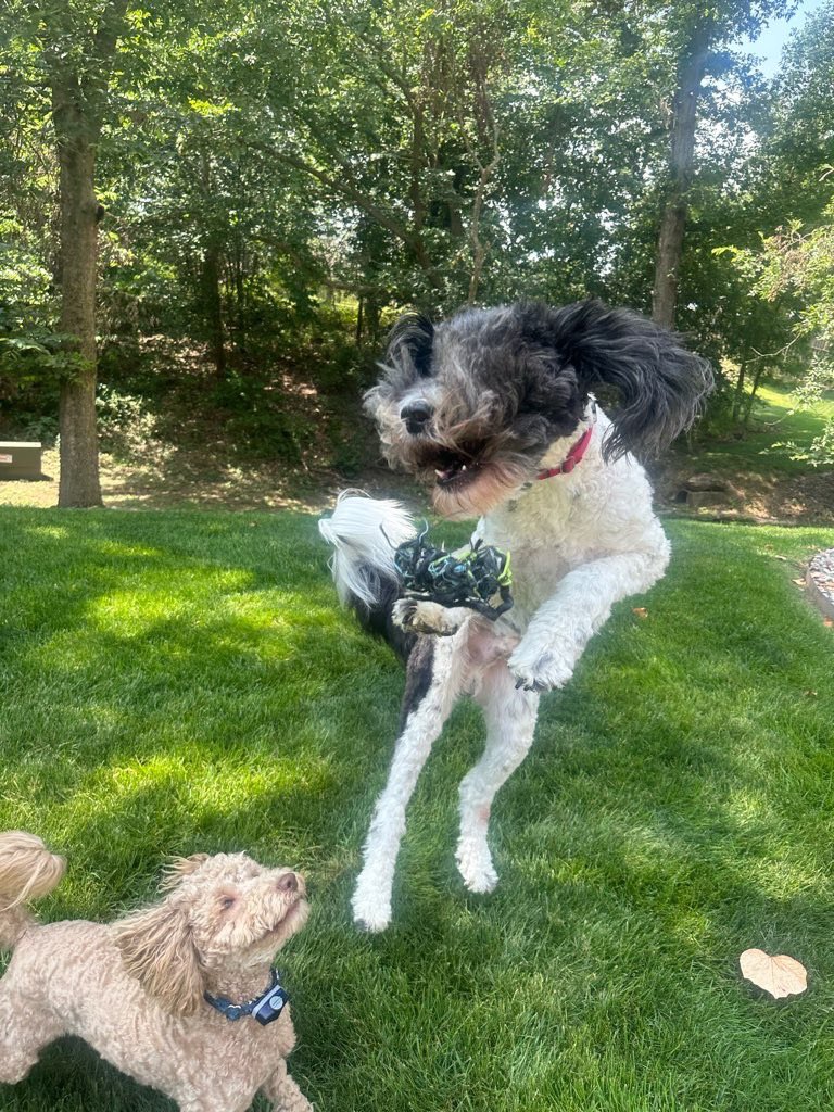 petsitco's tweet photo. Drake & Finn 🥹❤️ THE CUTEST. #labradoodle #minilabradoodle #doglover #dood #bentonvillearkansas #nwa #petsitco https://t.co/Q1ygsrbYZH