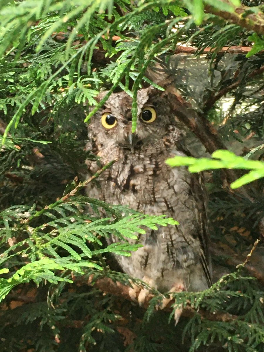 Scottish Owl Centre tweet media