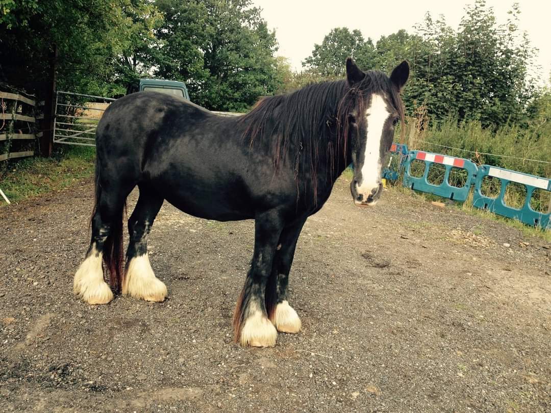 This beautiful 30yr old horse Stella is missing from her field in Warwickshire. Please RT &amp; make her too hot to handle!