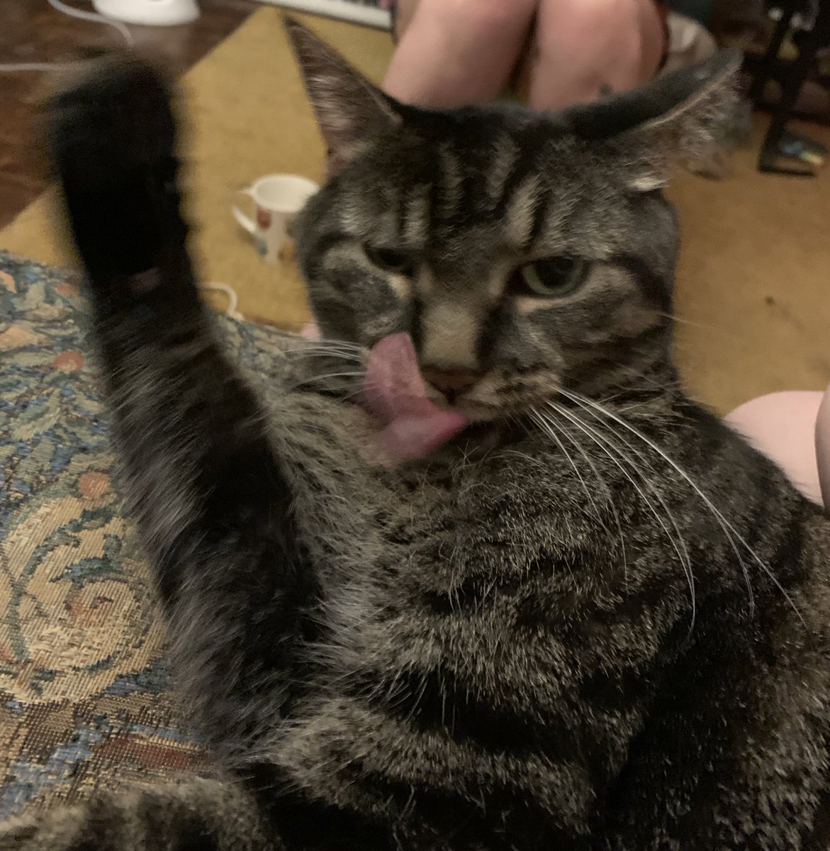 being a photographer with a cat is fun because my camera roll is either nice photos of him or … standard dumb cat photos
