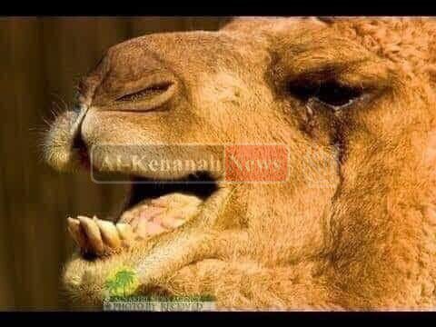 تحنُّ    بقلبٍ   لأوطانها
ونبضُ الحنين جرى بالوريد

ولولا الحِداءُ لما استعبرت
وتحتَ الشدادِ دمٌ وصديد