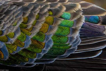 a_london_pigeon's tweet image. 📷  David C. Simon @davidcsimon #September2016
Stunning wing feathers of a Common Bronzewing (Phaps chalcoptera), a native Australian pigeon
#WildOz