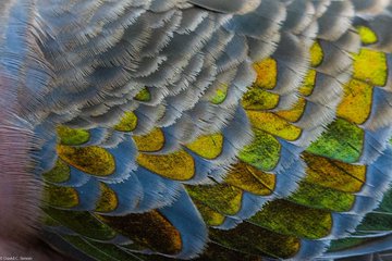 a_london_pigeon's tweet image. 📷  David C. Simon @davidcsimon #September2016
Stunning wing feathers of a Common Bronzewing (Phaps chalcoptera), a native Australian pigeon
#WildOz