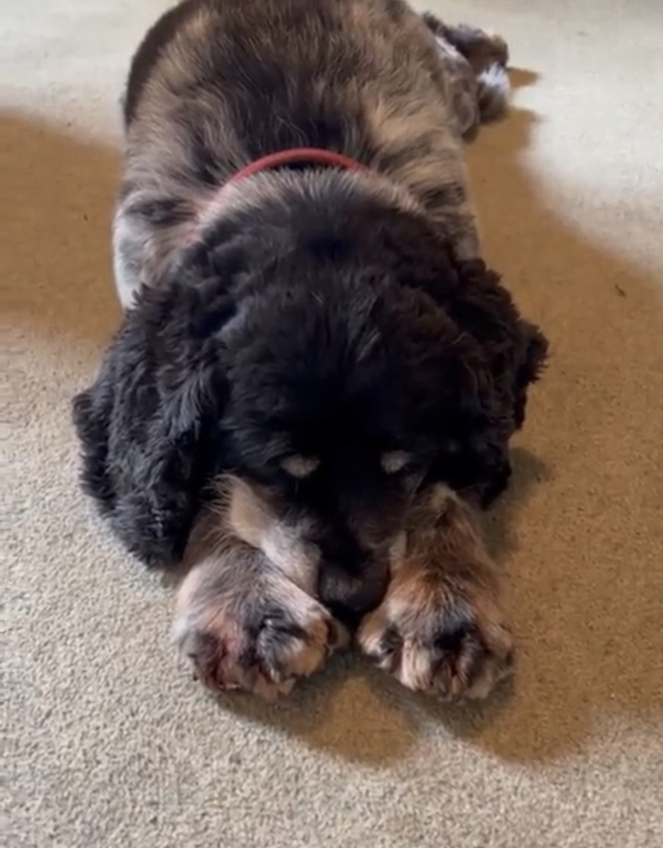 Vinnie & Toby❤️ Jasper🌈 Hartson🌈 tweet media