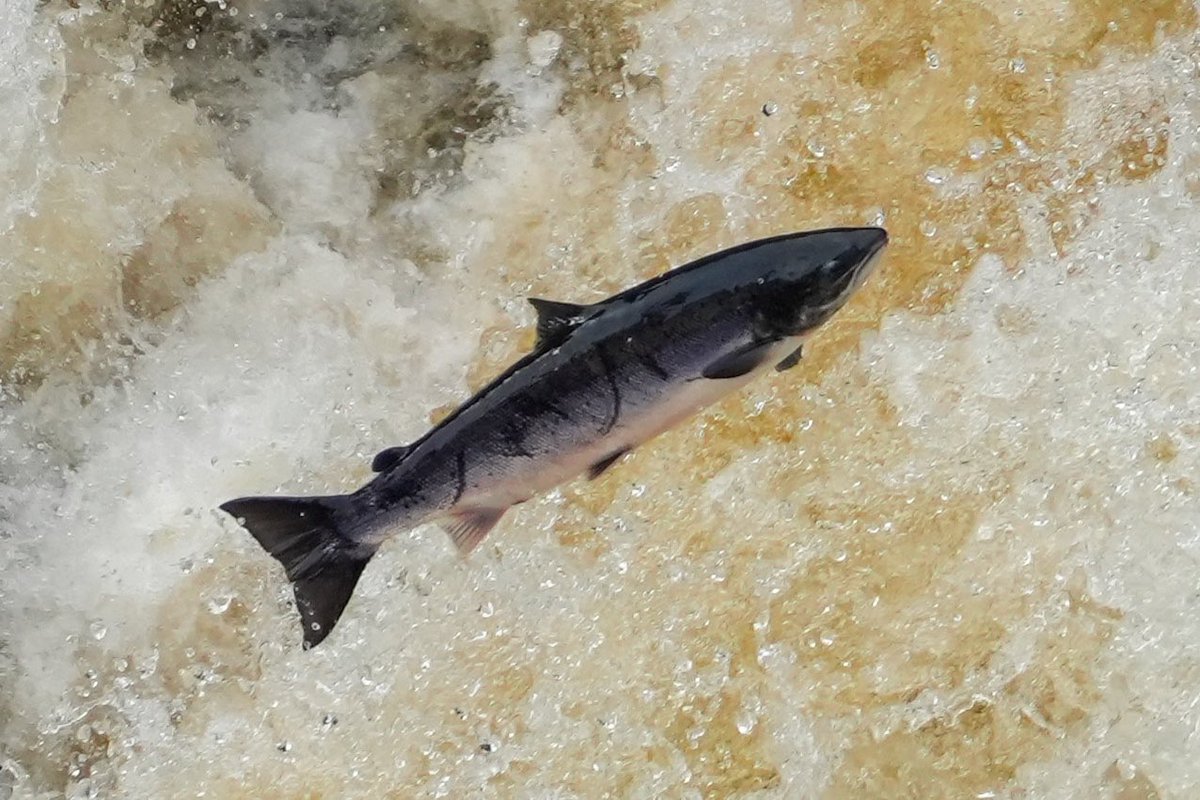 CeolMorLodges's tweet image. What a beauty, jumping salmon locally, when you stay with us you have two local options to experience what we did the other evening #CassleyFalls #FallsofShin #salmon #jumping #water #fish #experience
