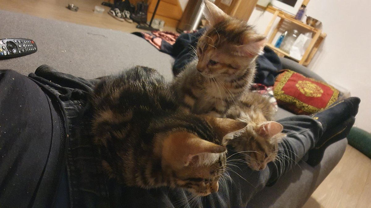 Yes, I ordered a lap full of pussy. No, this is not what I meant. No, I am not sending it back.