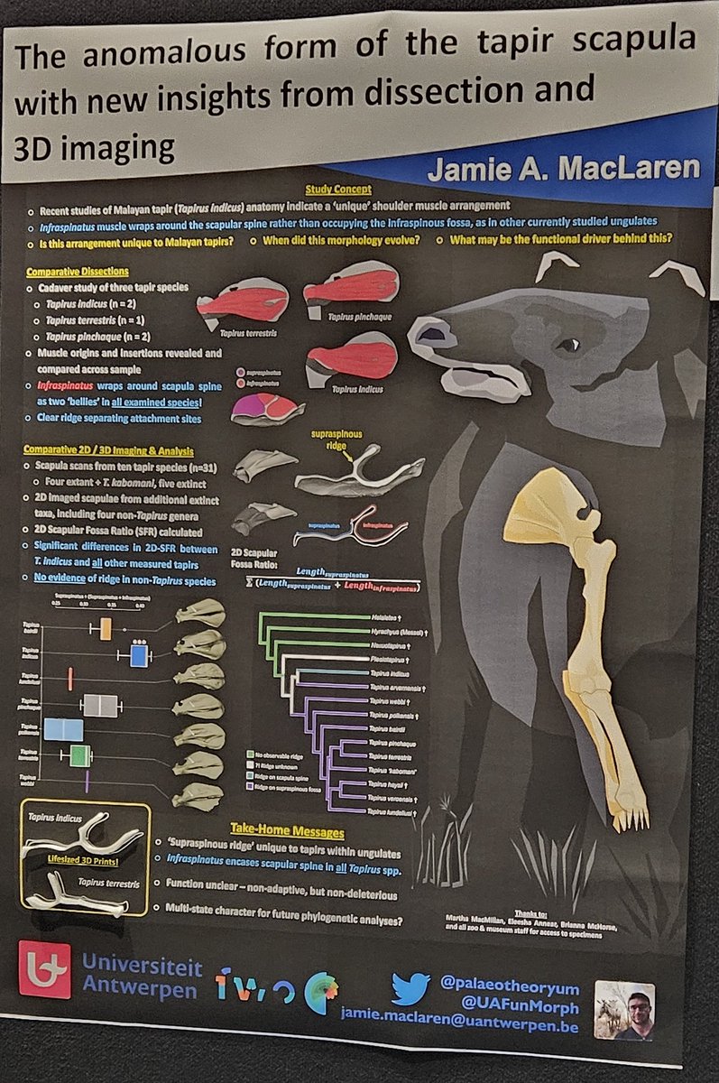 Like #tapir? Think they're weird? B-b-b-b-b-baby you just ain't seen nothin' yet! 😉 Swing by my @UAFunMorph poster at #ICVM2023 (P2.7) today during the poster session (or the morning drinks break), where you can learn how (we think) tapirs do, and play with #3Dprinting! 😊