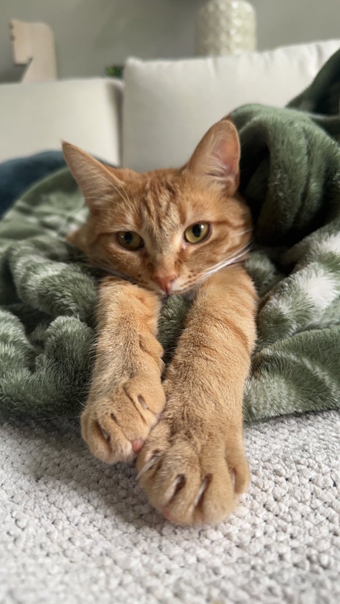#Caturday