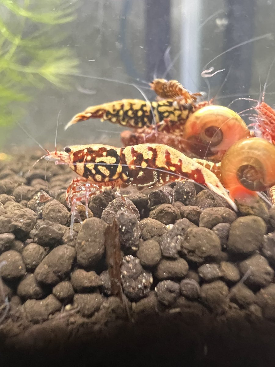 赤ギャラ抱卵ママちゃん🥚🦐
いっぱい子孫を残してくれてありがたいのだが、そろそろ赤ギャラ水槽増やさないと…😅