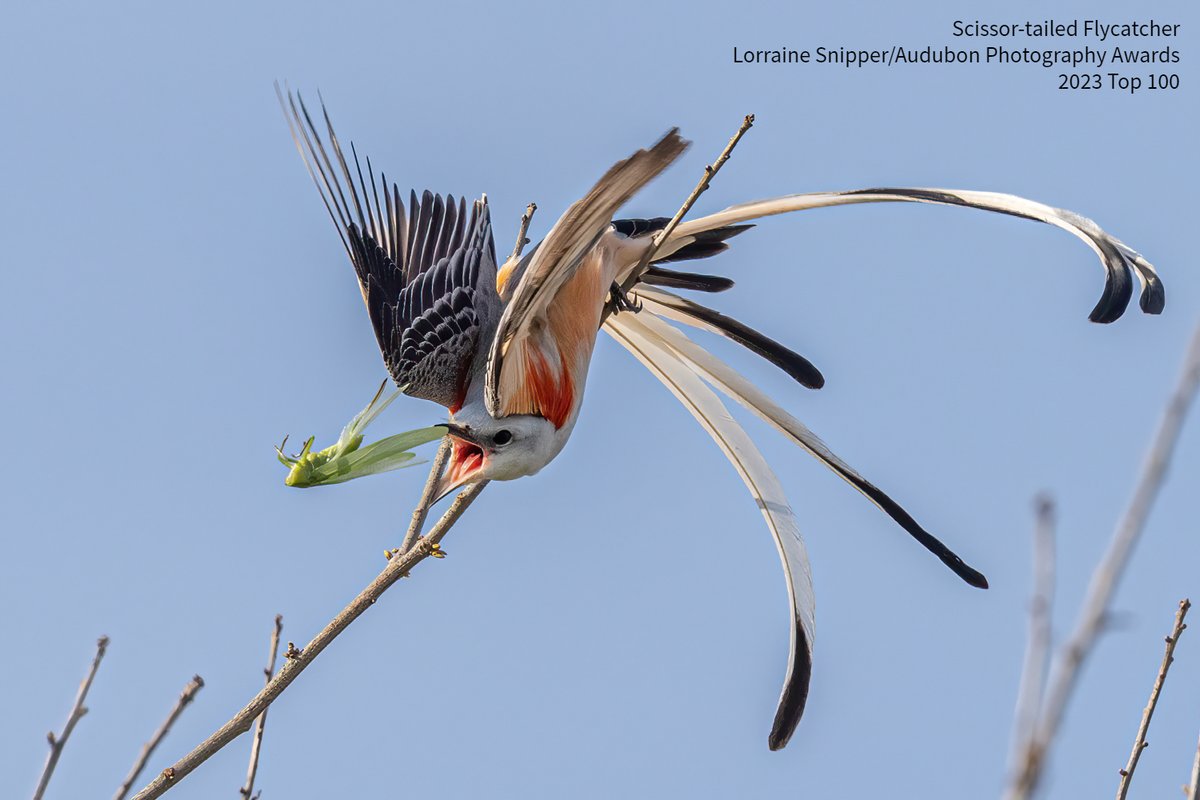 audubonsociety tweet picture