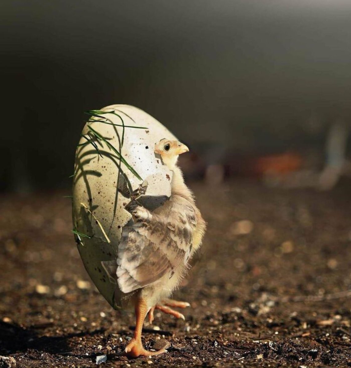 Agatha Chocolats tweet media