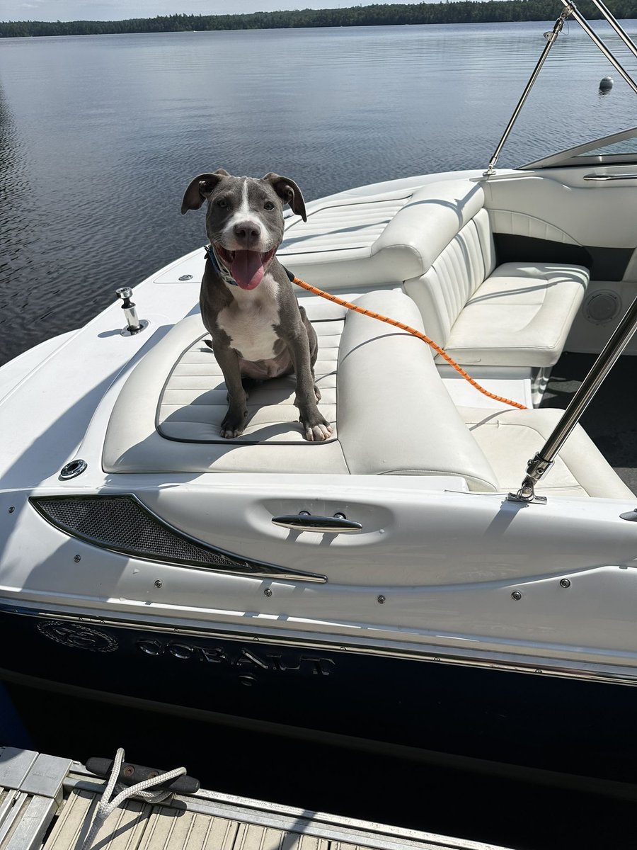 this is how @CobaltBoats can sell boats. 

Griffey Dog is their new showroom model