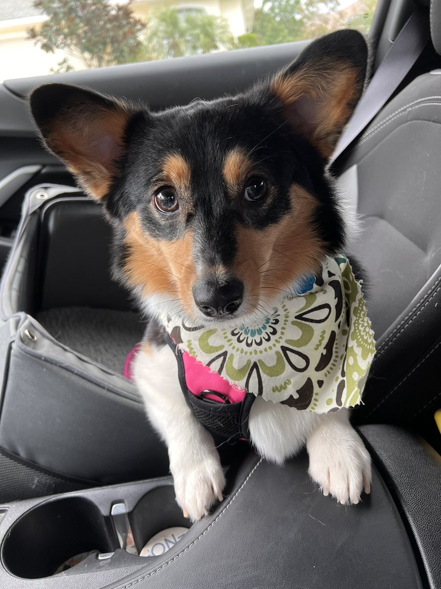 moeny714's tweet photo. @Phil_Sledge I’m n our way home from the groomer! https://t.co/V1cBULlLpn