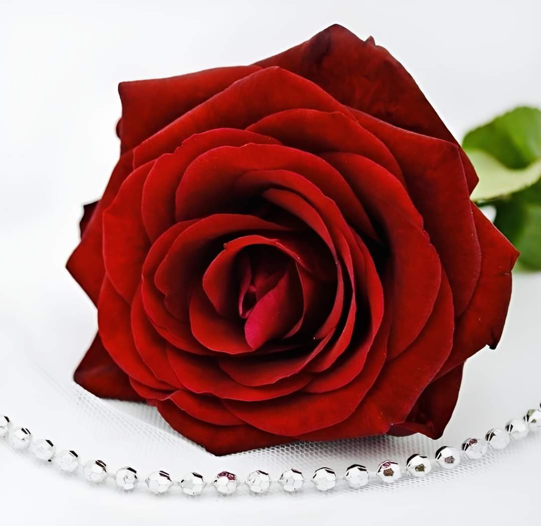 alaa amy tweet media