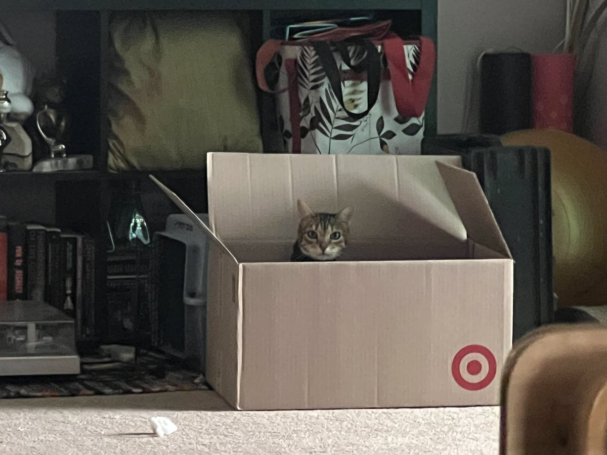 ThatHumanBryan1's tweet photo. @Target I donโt remember ordering this! #IFitISit #Caturday https://t.co/53zIYAmppB