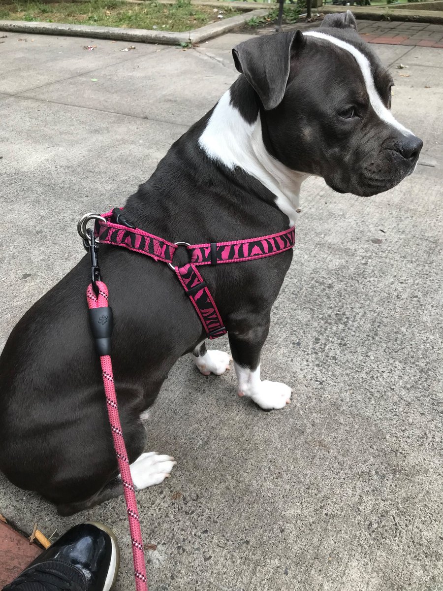 illidge_Will's tweet photo. Can you help me give my dog the best life on PayPal Fundraisers? 
https://t.co/rp8SgxYt9C #friends #help #livestream #bestfriend #donations #love #bestlife #anime #pawg #milf #anime #twitter #nebula #art #facebook #tiktok #nyc #SNOWBUNNY  #pawg #qos #pawg #sugarbaby #BLACKED https://t.co/h27iD3RWGq
