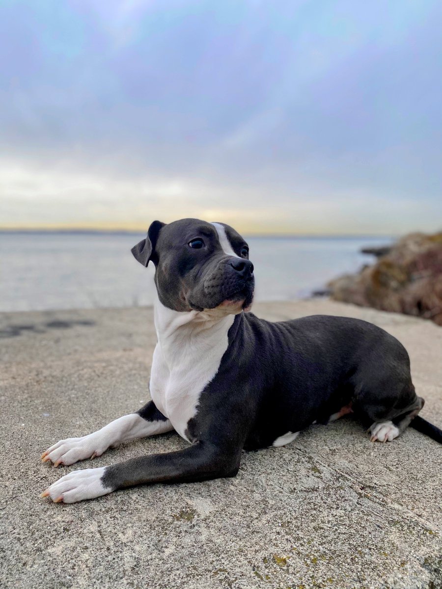 illidge_Will's tweet photo. Can you help me give my dog the best life on PayPal Fundraisers? 
https://t.co/rp8SgxYt9C #friends #help #livestream #bestfriend #donations #love #bestlife #anime #pawg #milf #anime #twitter #nebula #art #facebook #tiktok #nyc #SNOWBUNNY  #pawg #qos #pawg #sugarbaby #BLACKED https://t.co/h27iD3RWGq