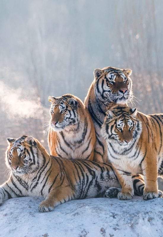 bat79man's tweet photo. My tiger for this week #savethetiger enjoy https://t.co/QgEwjgbBN6
