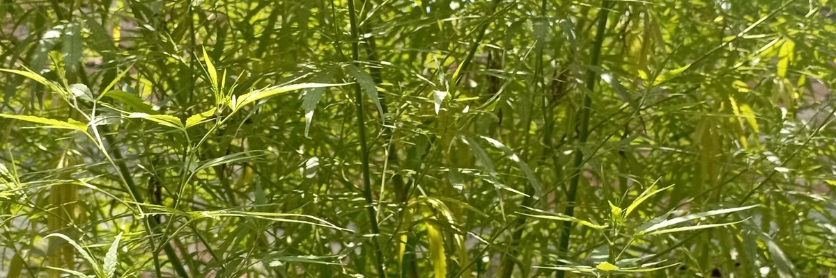 rasel93938947's tweet photo. কার এটা প্রিয়?? https://t.co/hh2DawIb4m