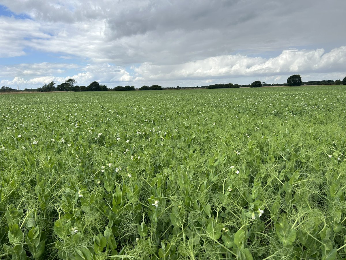 AnnaLongthorp's tweet photo. Checking out the pea π« crops today @BirdsEyeUK - the motivation to make me and boyo π©βπ¦ start running! No better inspiration π πββοΈππ»ββοΈ #arewenearlythereyet
#fieldtofork #farmtotable @biteintobritish #biteintobritish #backbritshfarming https://t.co/KaGINOdnv3