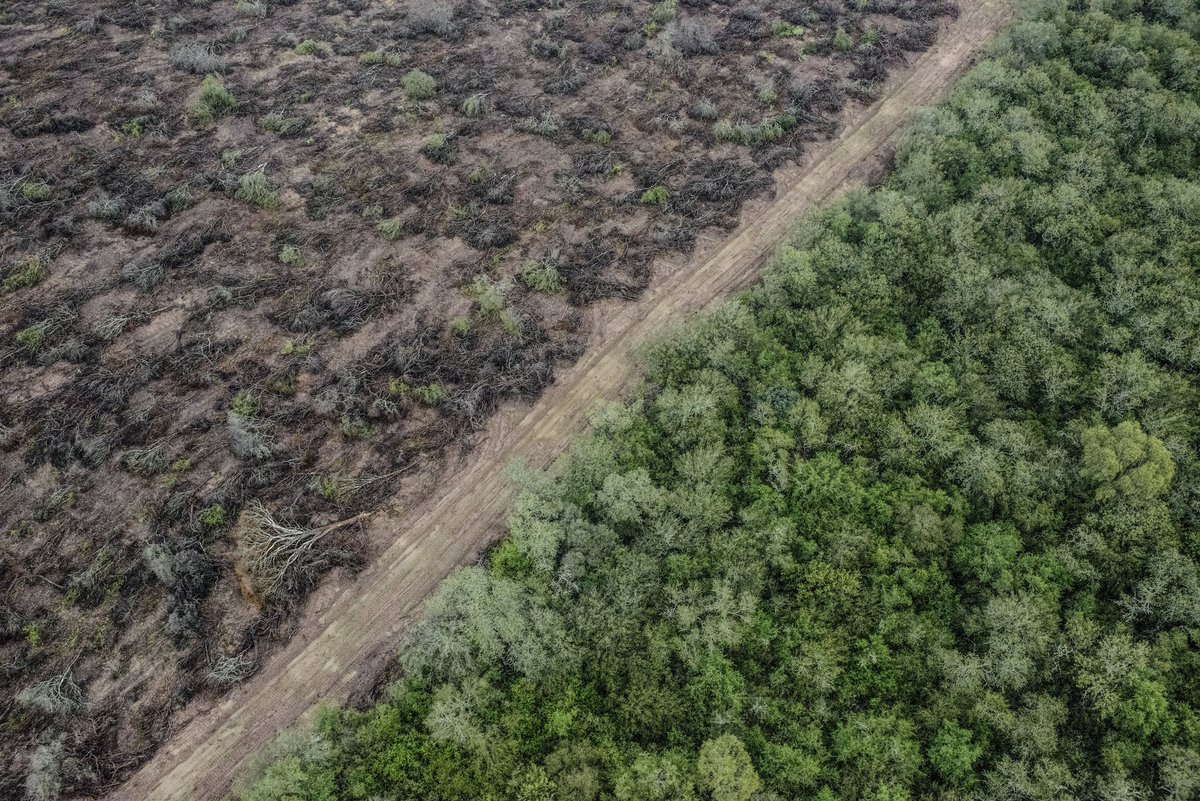 valeriafgl's tweet photo. 🌳 Deforestación sin freno en Argentina: el primer semestre de 2023 se desmontaron 51 600 hectáreas (25 % más que el mismo período de 2022).
Especialmente en Chaco y Santiago del Estero, provincias del Gran Chaco (segundo mayor ecosistema a nivel regional después del Amazonas). https://t.co/p9MtKVVyE2
