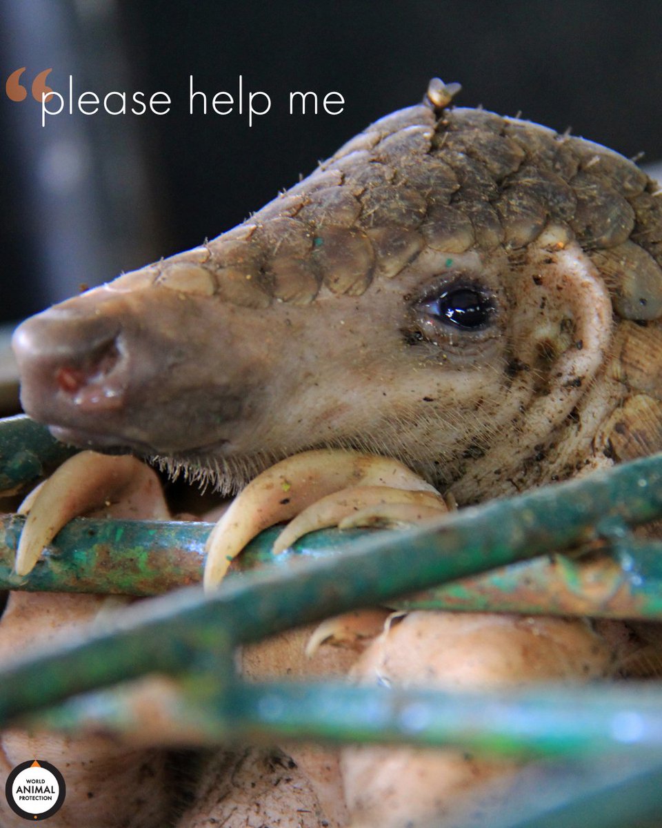 MoveTheWorldUS's tweet image. Animals would save themselves if they could. 💔