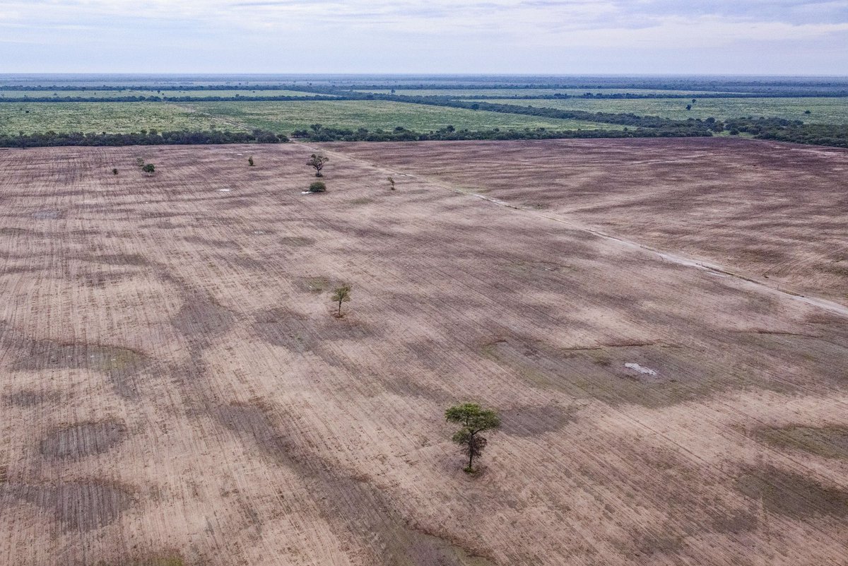 🌳 Deforestación sin freno en Argentina: el primer semestre de 2023 se desmontaron 51 600 hectáreas (25 % más que el mismo período de 2022).
Especialmente en Chaco y Santiago del Estero, provincias del Gran Chaco (segundo mayor ecosistema a nivel regional después del Amazonas).