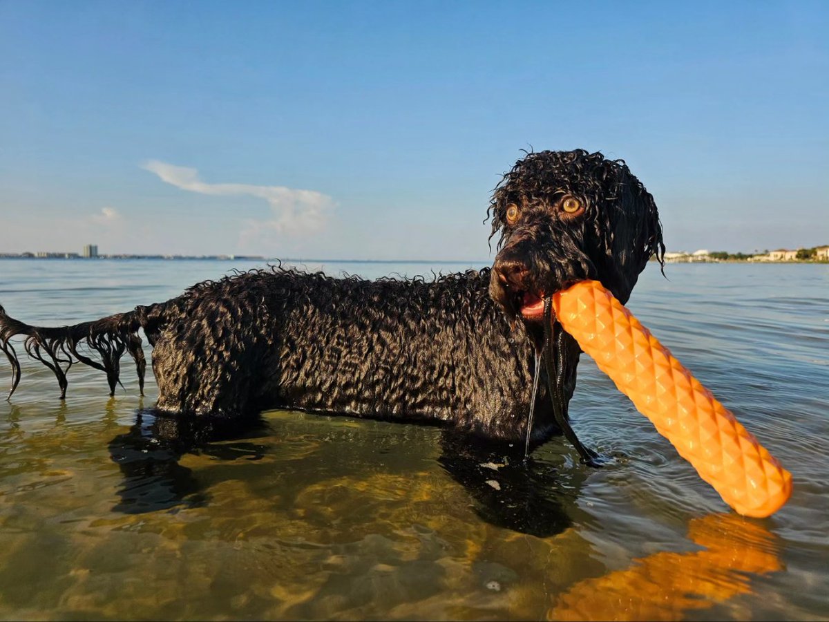 Jeremy Diamond tweet media