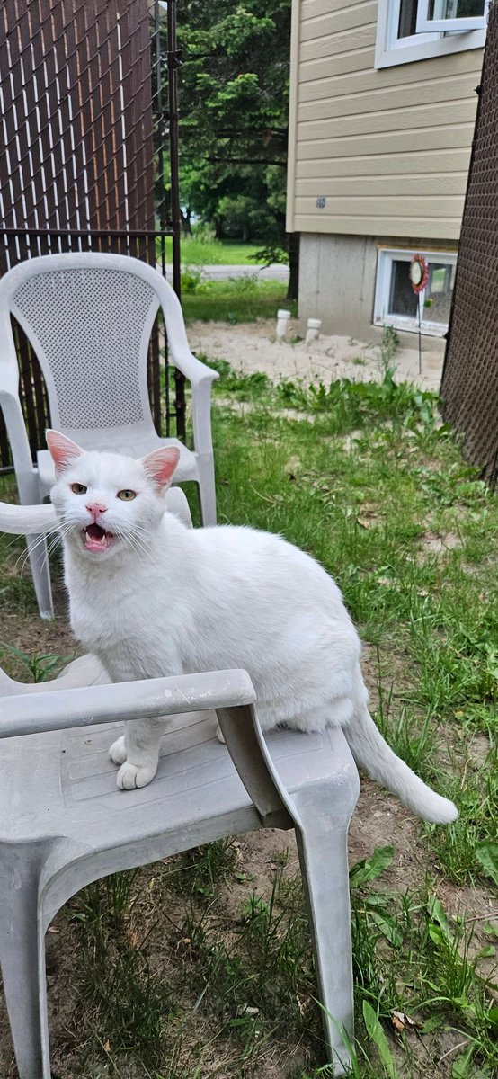 Superdoll92's tweet photo. Hey this is private property paparazzi! Loljk Happy Caturday y'alls! 😹📸 #Catniplife #Caturday #catloversclub #BigBoyLivinghisbestlife https://t.co/pw10CnuymH