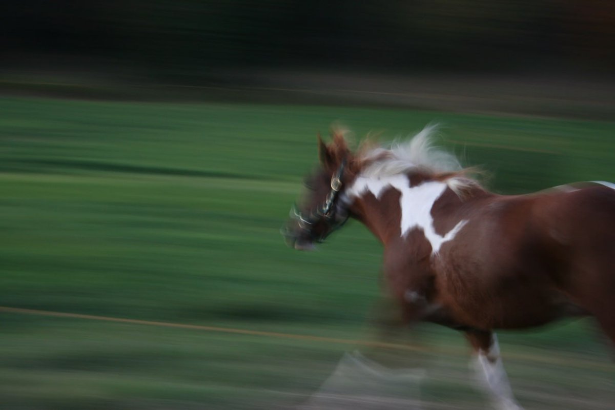 Maybe my life is just like this horse, never have a break .just run forward.