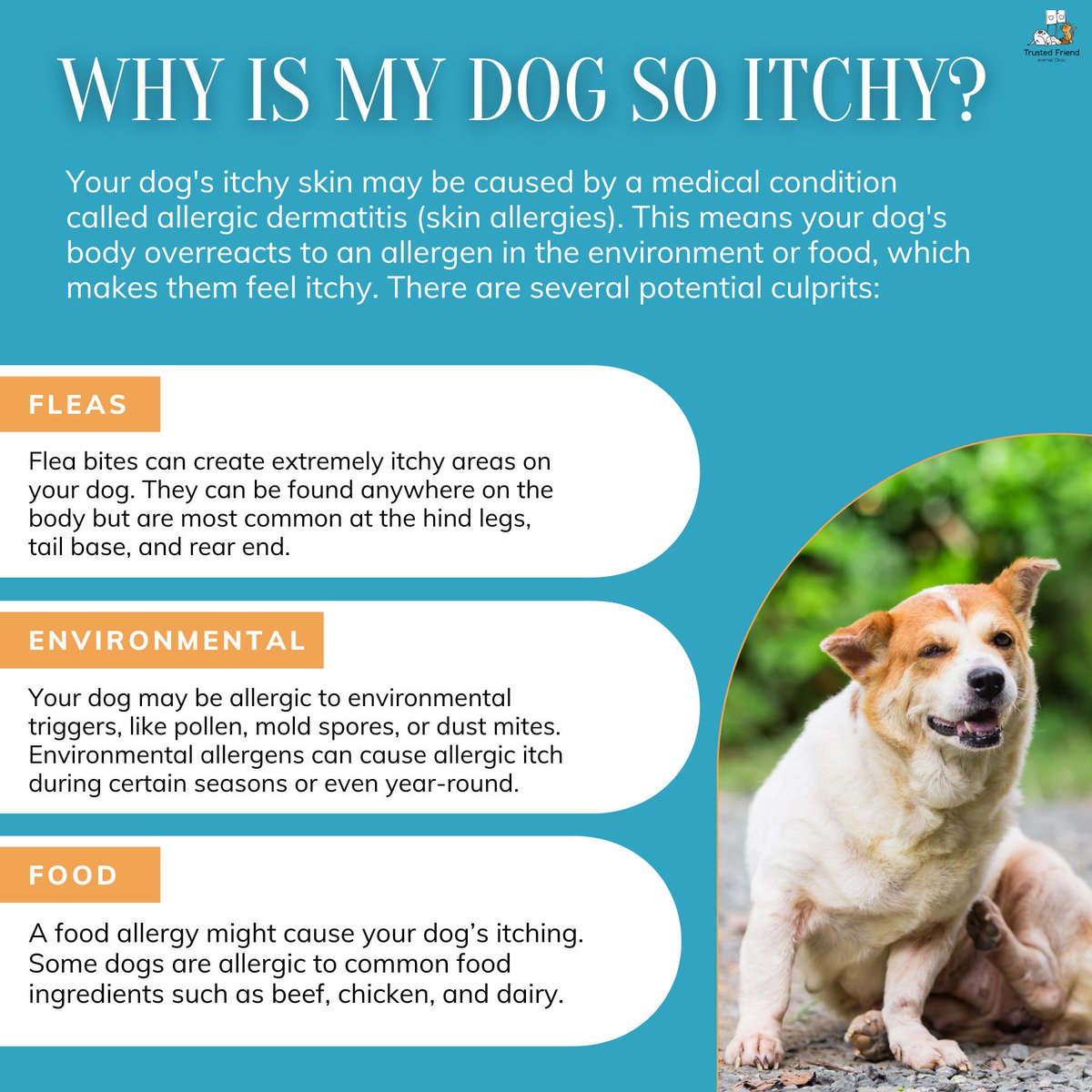 These are a few potential culprits that could be causing your dog to have itchy skin. #DogAllergies #PetDermatology