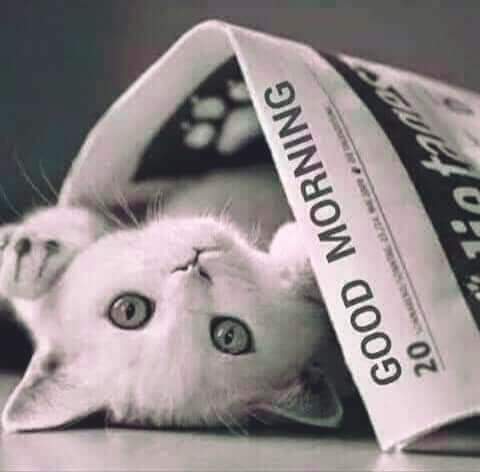 zie_cher's tweet photo. @catsofinstagram @poonchic WAW ❤ you are a spetial cat .I LOVED IT 🤩❤ #Ziecher https://t.co/wZuwI0aJhU