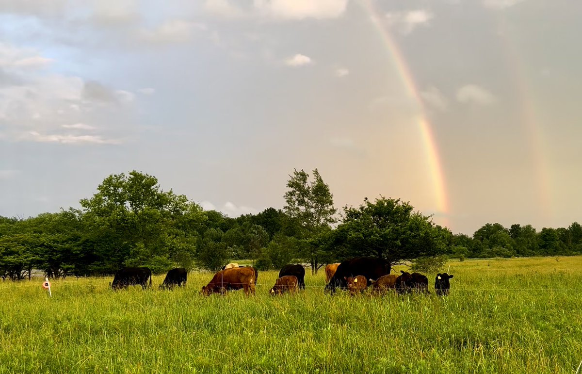 WholeFat's tweet photo. @RobertKennedyJr Yes, us small, local producers support you for president, Mr. Kennedy.

Fat Pastures Farm, Ohio

#Kennedy24 https://t.co/8QLDi70bM8